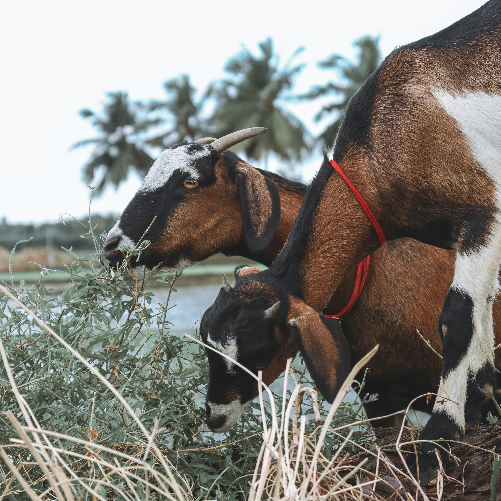 A couple of goats eating grass

Description automatically generated